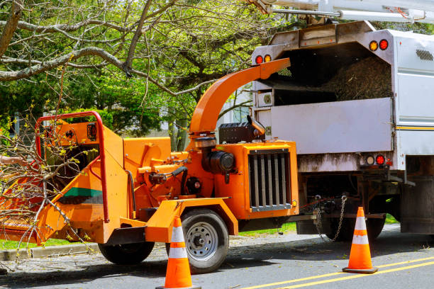 How Our Tree Care Process Works  in  Flower Hill, NY