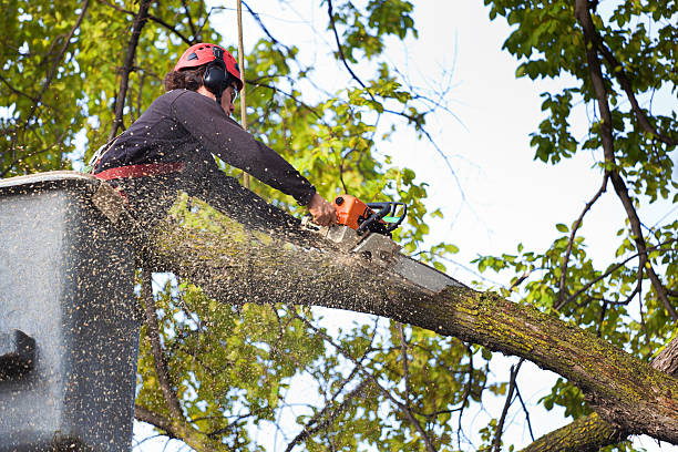 Lawn Pest Prevention in Flower Hill, NY